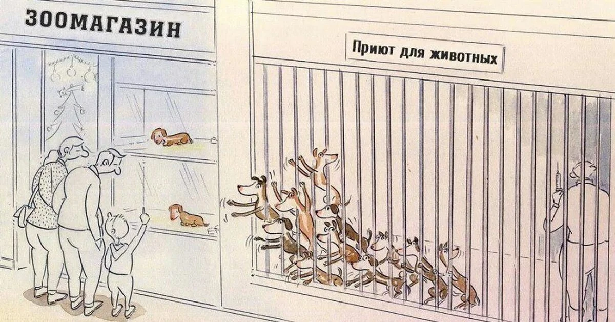 На Ямале будут обновлять закон о бездомных животных 🐕🐈