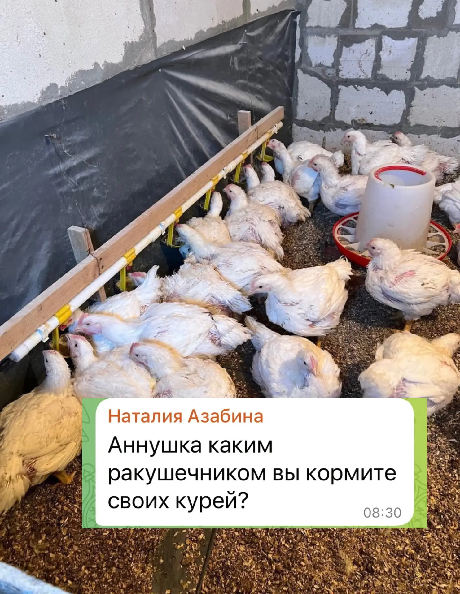 Почему куры едят свои яйца?