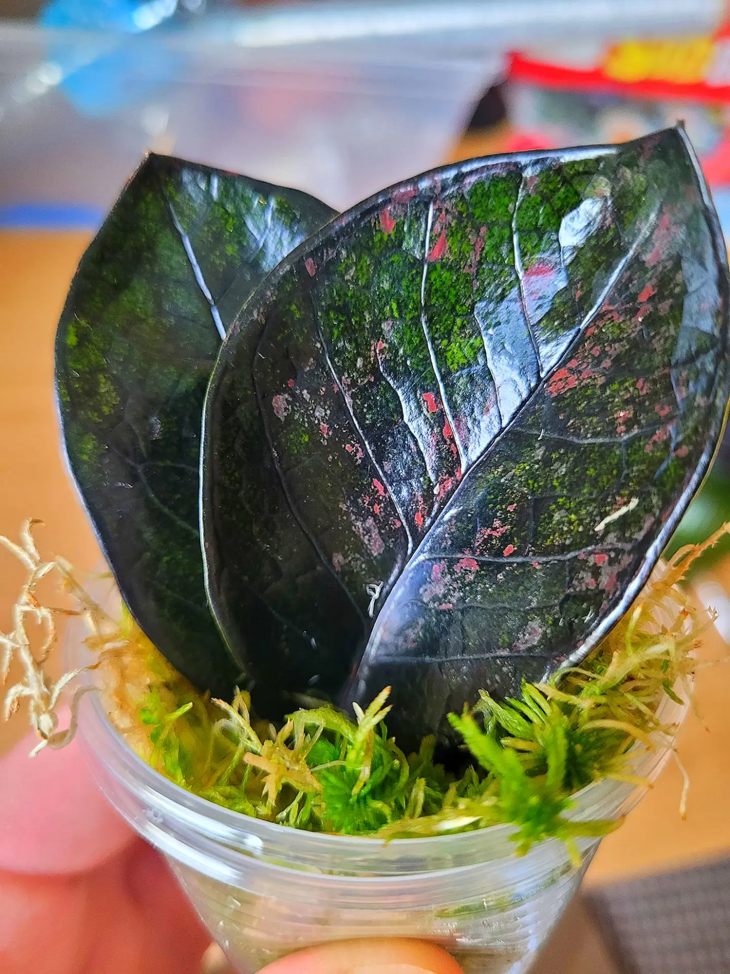 🤩 Друзья! Многие из Вас спрашивают сегмент на срез, от Блек Пинка, вот этого сорта, чт...