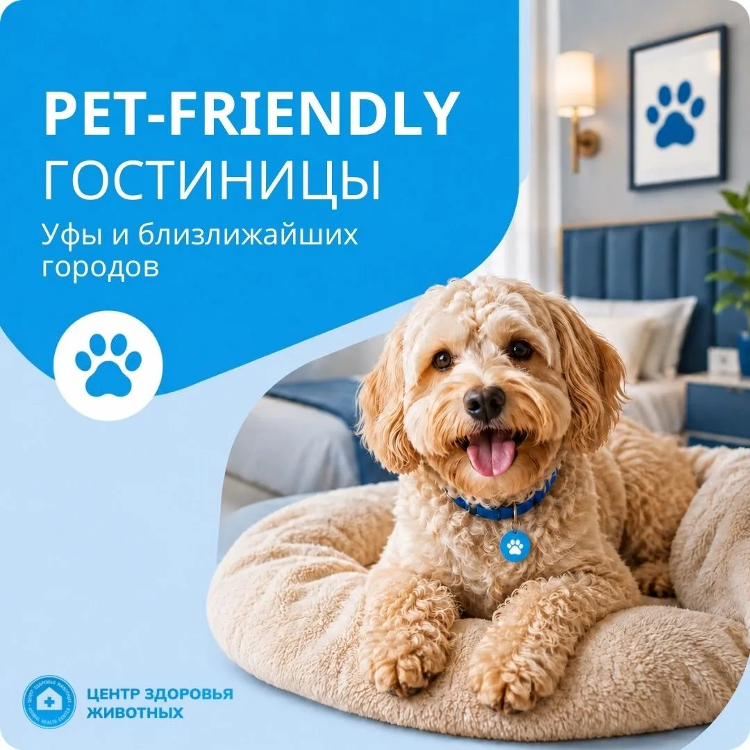 🏨ПОДБОРКА ГОСТИНИЦ, ГДЕ МОЖНО ЗАСЕЛИТЬСЯ С ПИТОМЦЕМ