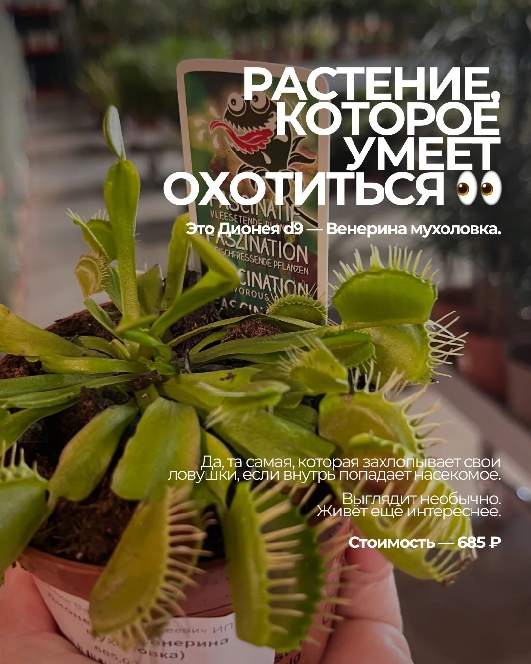 Как и просили — рассказали всё самое интересное про Венерину мухоловку.