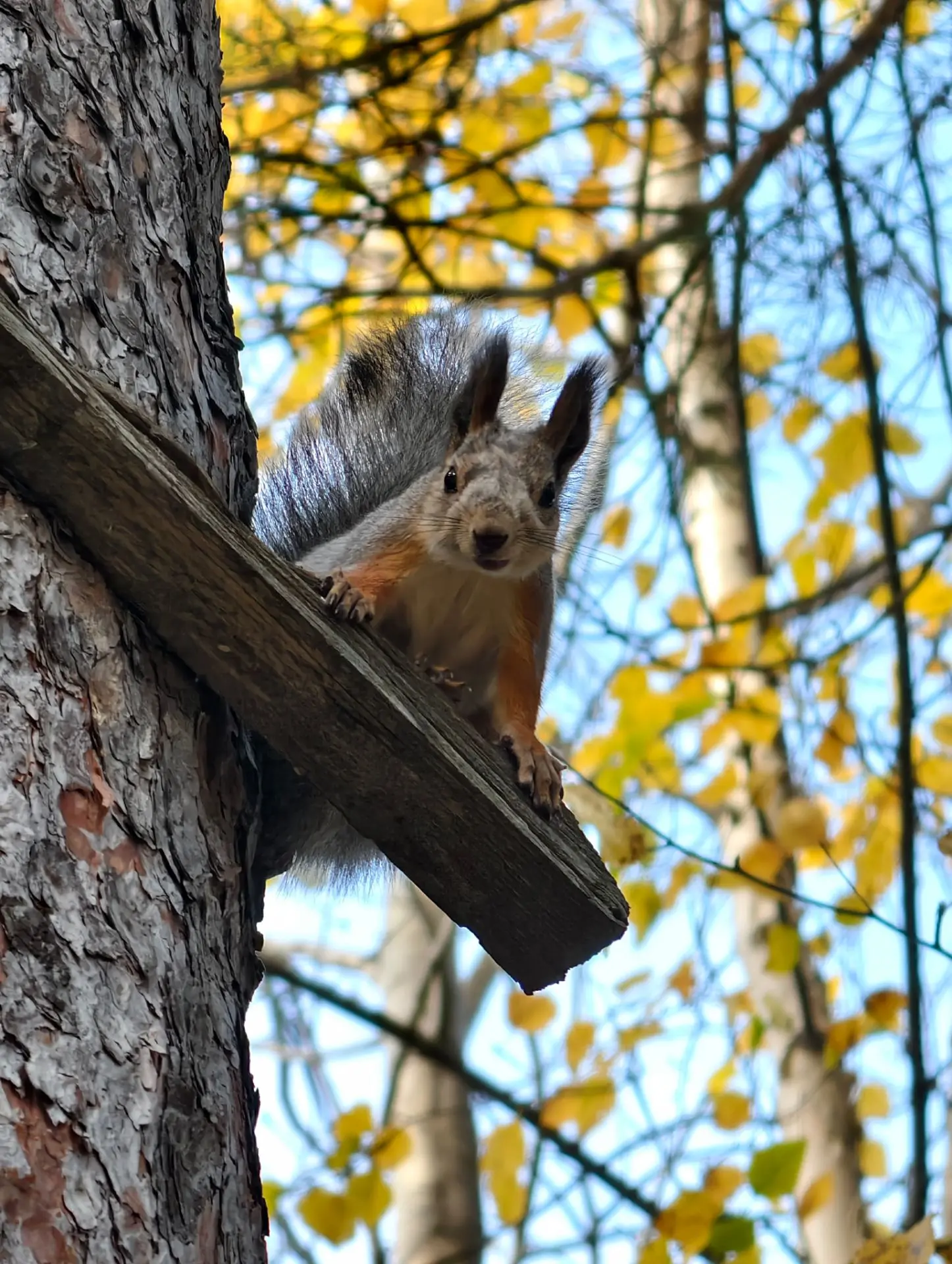 🐿️ Кажется, у нас сегодня есть тот, кто знает, как начать день с хорошего настроения.