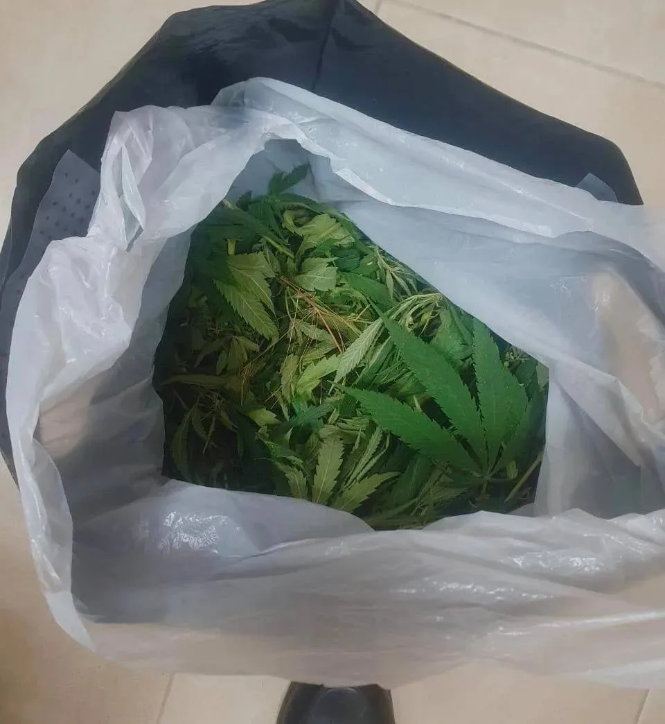 👮‍♀️ 250 граммов конопли изъяли полицейские у жителя Успенского района