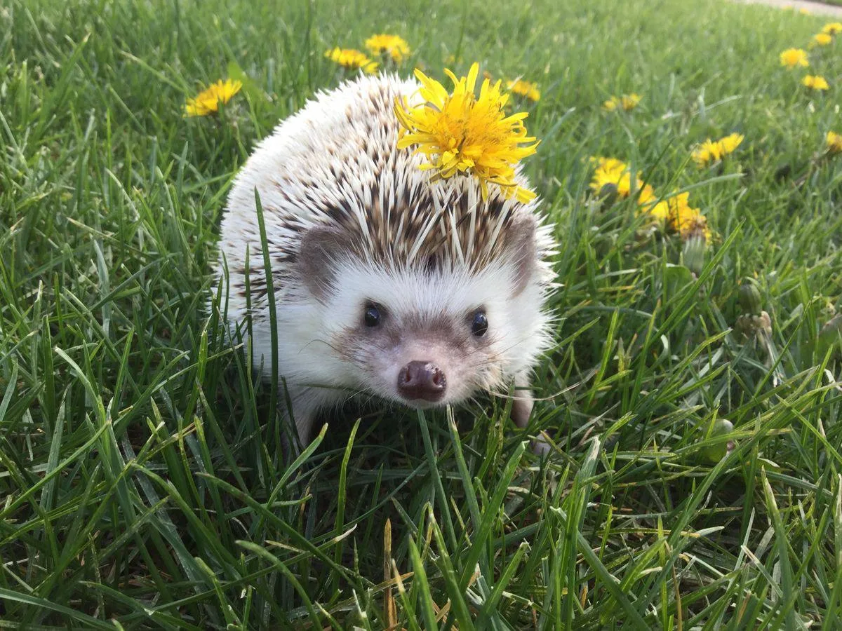 🦔 На Елагином острове ежики выбрались из зимней спячки и теперь резвятся по парковым аллеям  Их встр