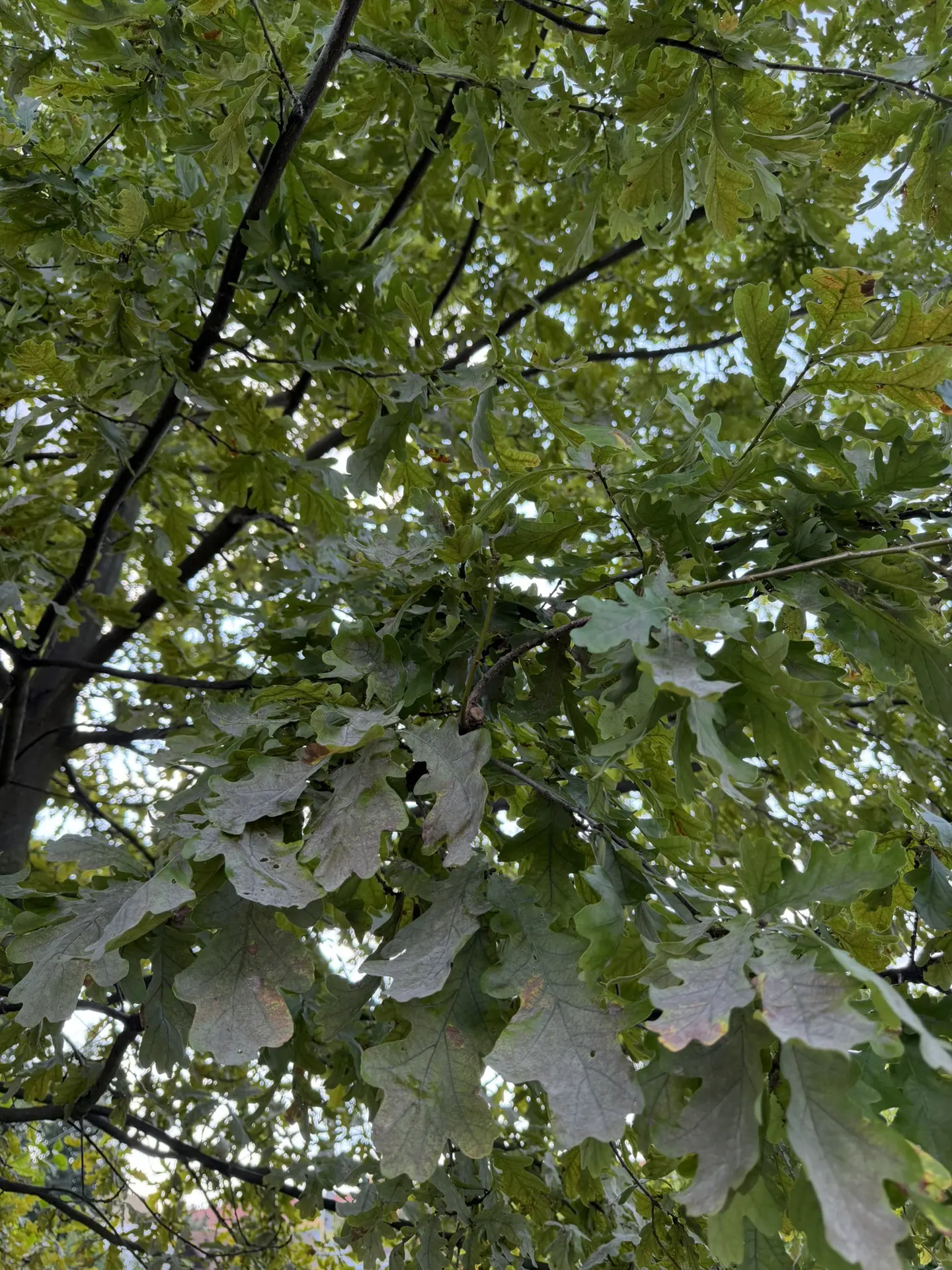 🌿Доброе утро!

📅 29 июля, среда 
 
Погода на сегодня:

🌥️ Утром: +19
☔️ Днём: +22 
🌧️ Вечером: +