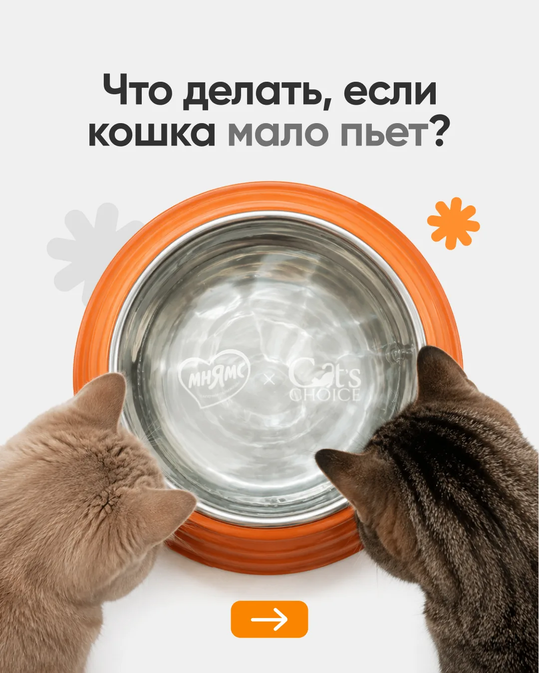 Почему мы так часто возвращаемся к теме воды в рационе кошек? 👀