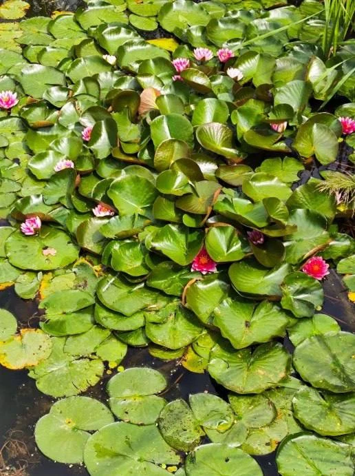 🌺 В Курчатове на заливе Голубой Лог цветут лотосы!