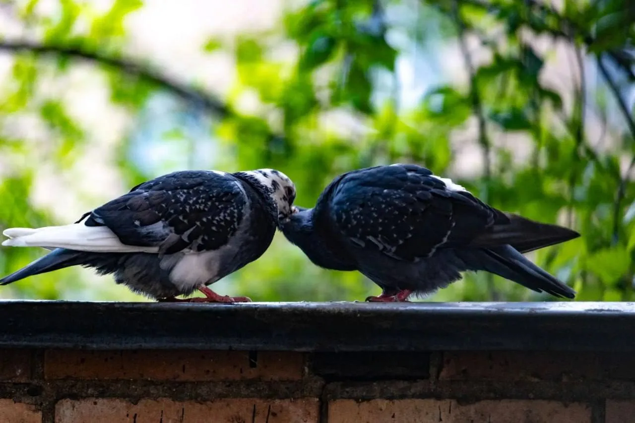 🥰 Птичья любовь в Балашихе: голубки поцеловались на камере