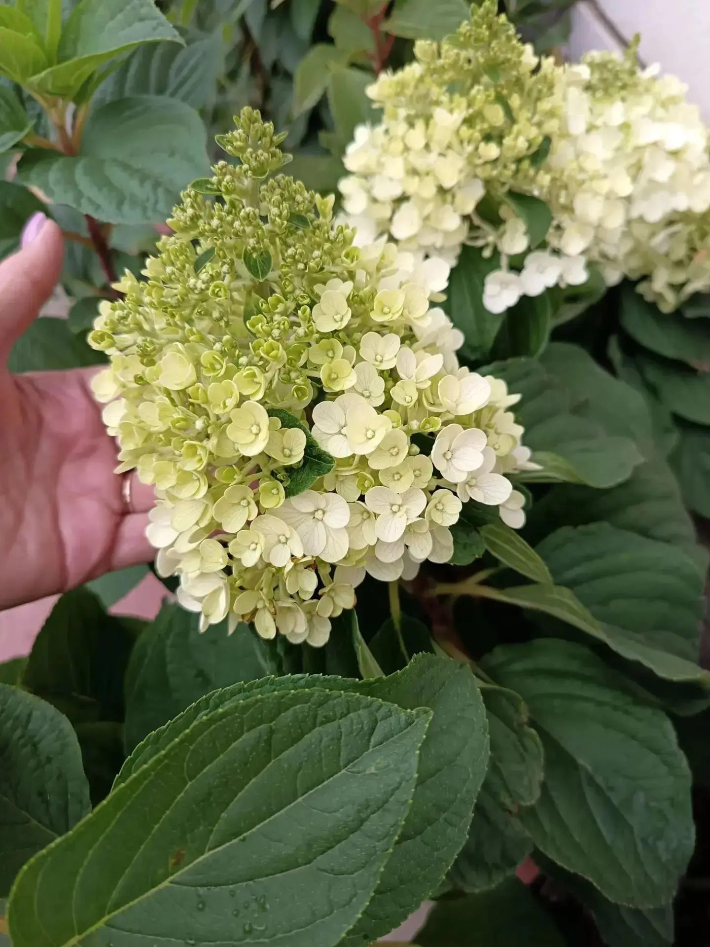🌻 Цветочный осенний бум в цветочном магазине  'Светлана'.
