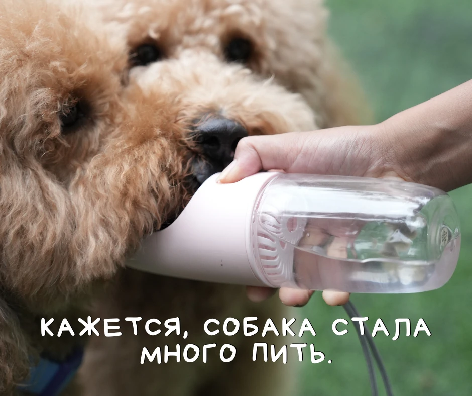 Кажется, собака стала много пить. Как понять, действительно ли это так?