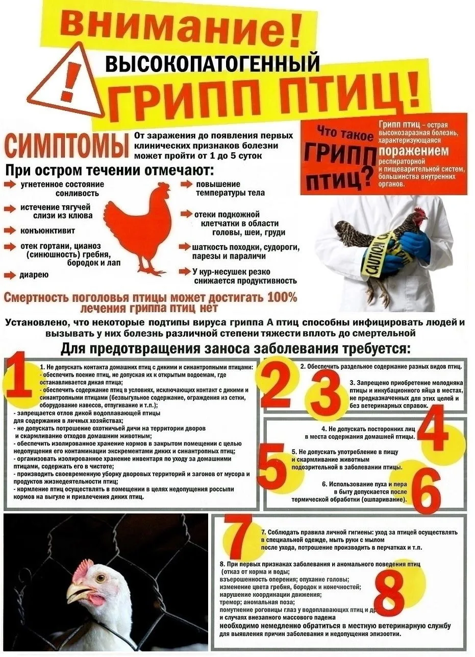 ГРИПП ПТИЦ - острая инфекционная, особо опасная болезнь, характеризующаяся поражением легочной и пищ