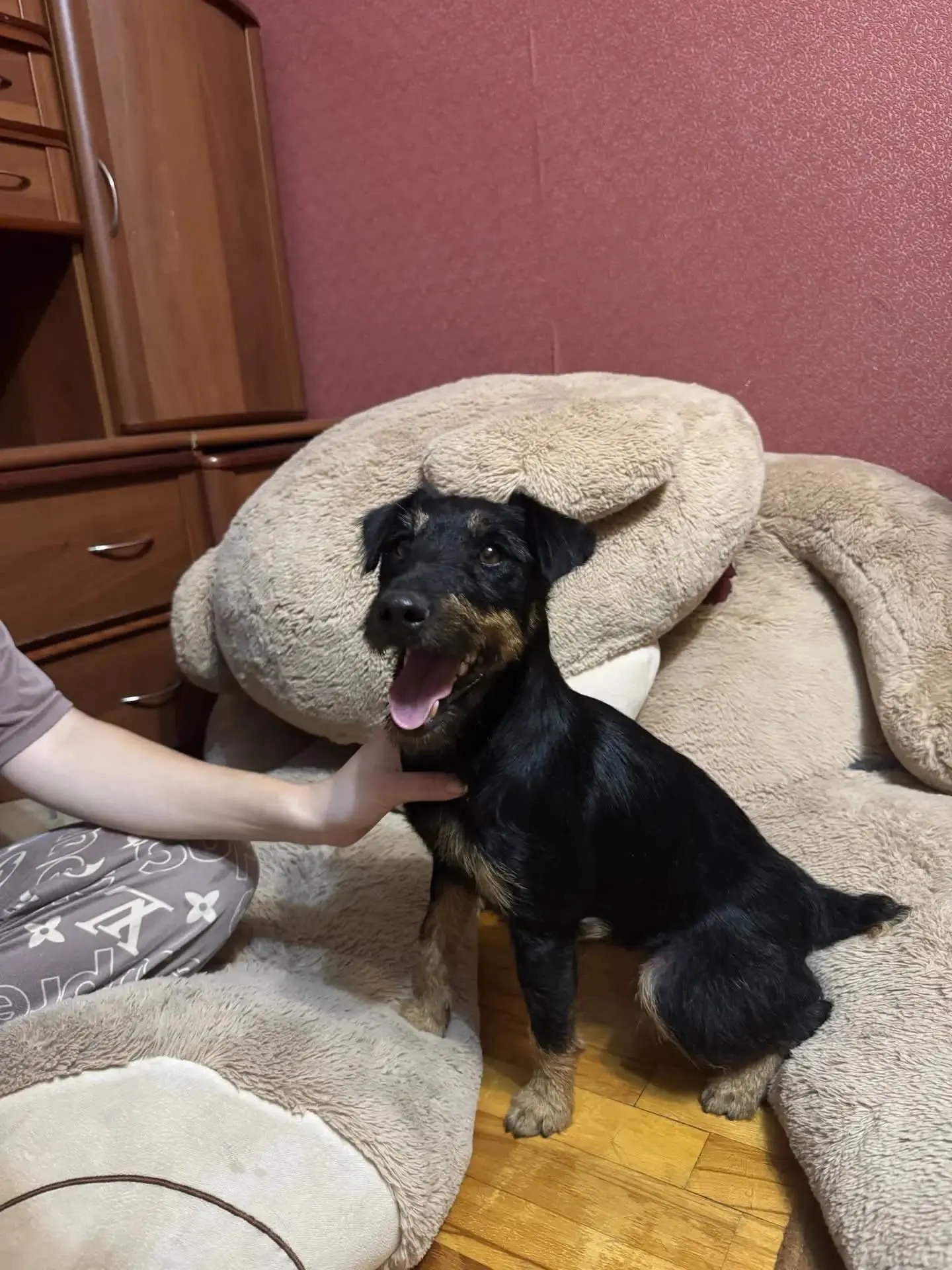 🆘 SOS! НАЙДЕНА СОБАКА, ИЩУ ХОЗЯЕВ!