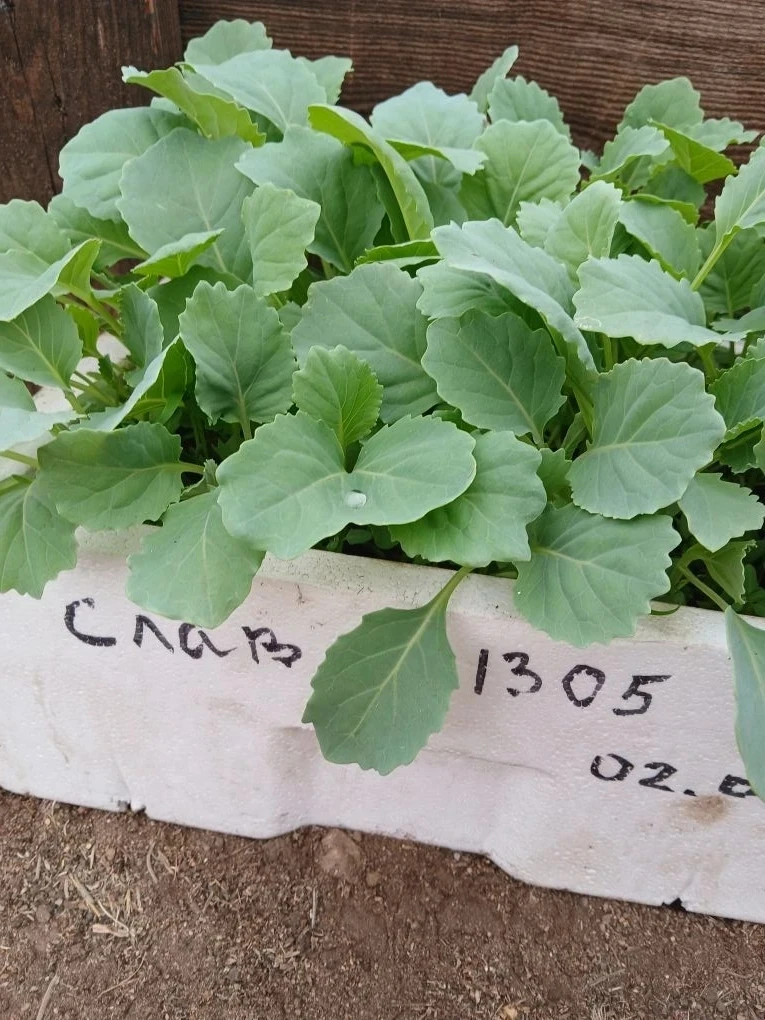 Продам рассаду поздней капусты  (Слава и Подарок), цена 10 руб./корешок. Самовывоз п.Добротный. 8914