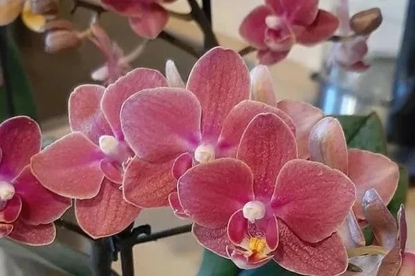Уход за орхидеями зимой 🌸❄  Зимой орхидеи требуют особого внимания. В этот период ошибки в уходе чащ