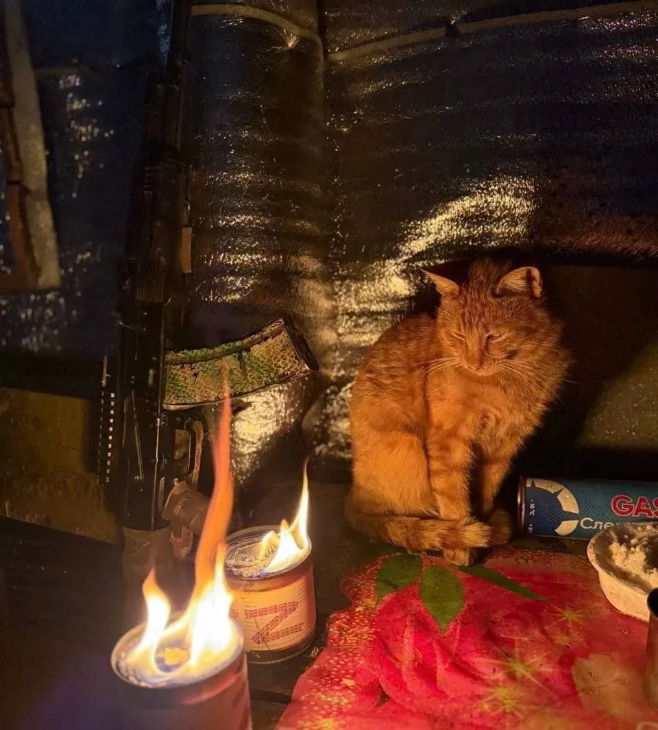 😺🔥