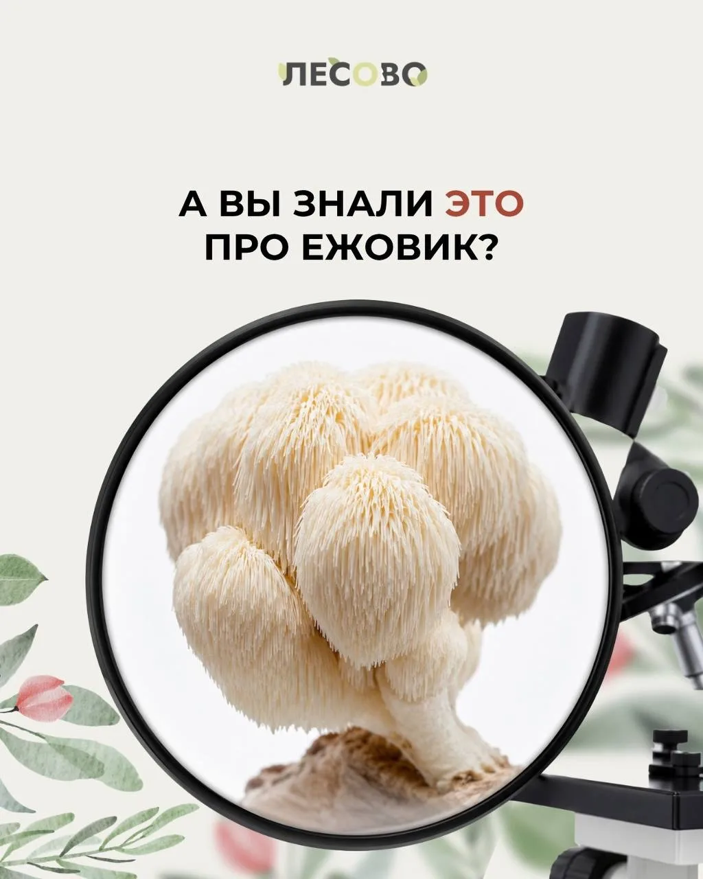 Выбираете ежовик и не знаете, на что обратить внимание?