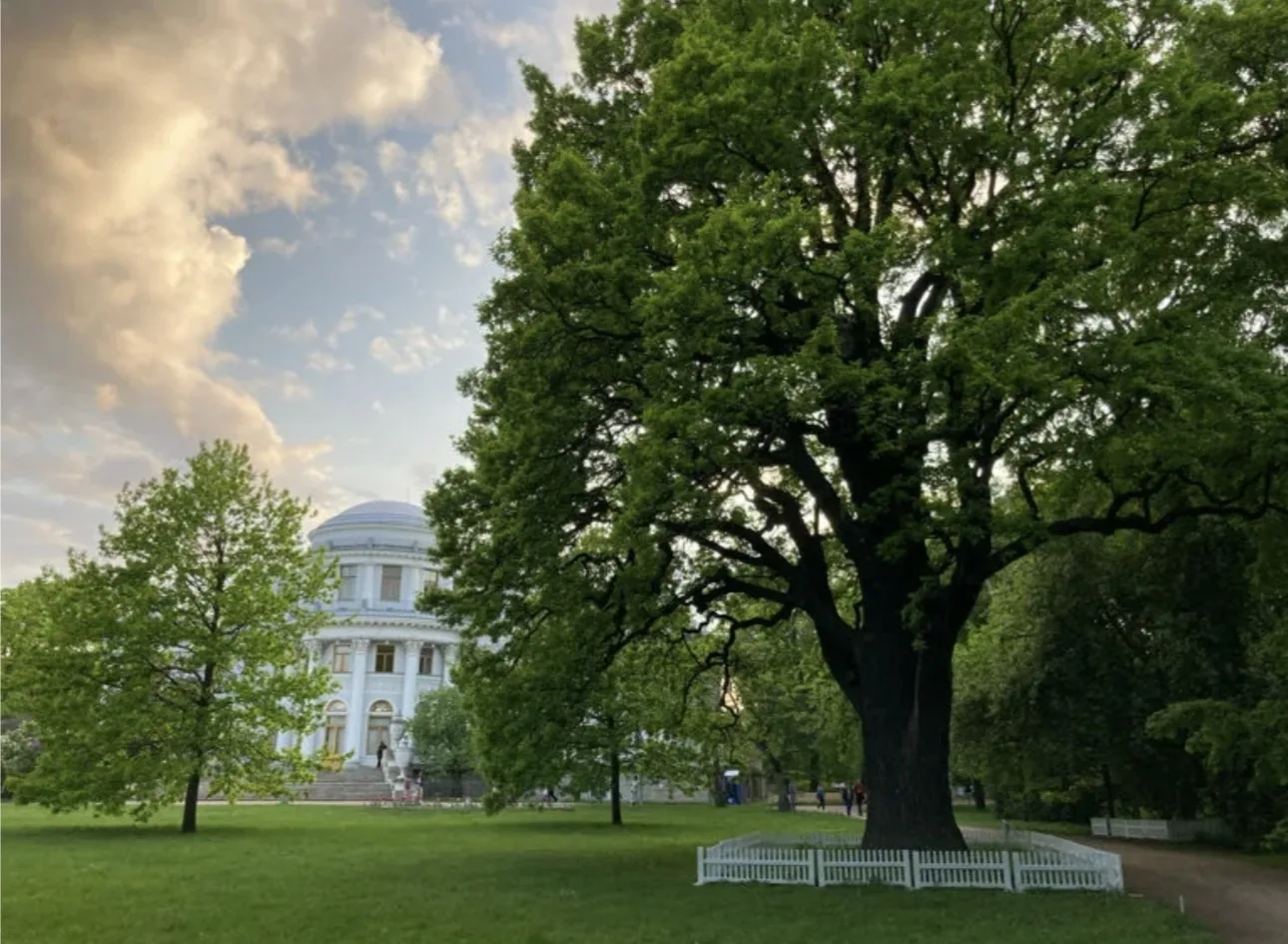 🌳 Петербургский дуб — претендент на звание главного дерева страны!