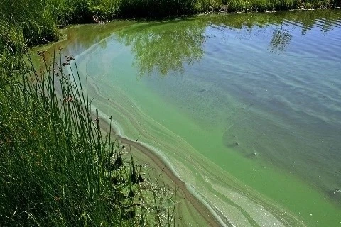 Цианобактерии. Как купание в водоеме может быть смертельно опасным для собак. 

При высоких температ