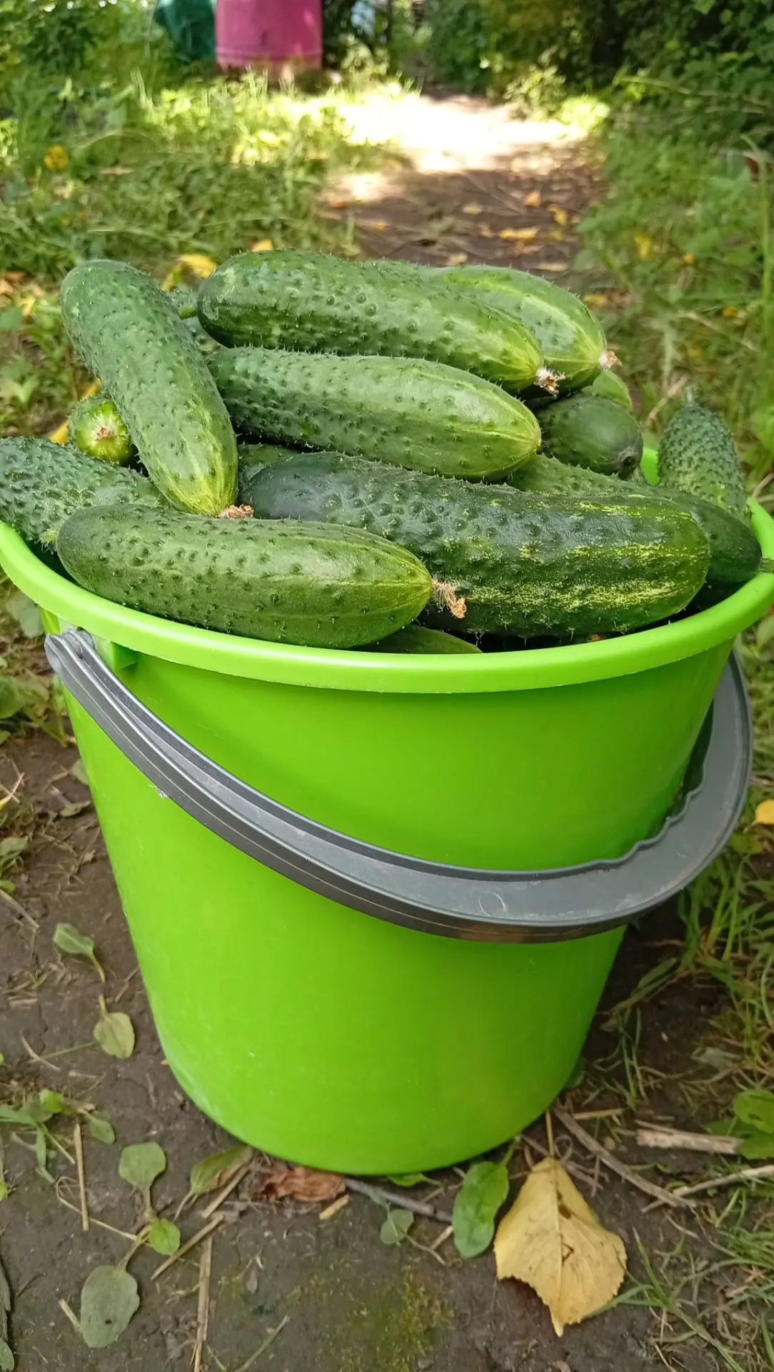 🥒Война с клещом, урожай и... 😽соседский кот-огурцеман!

Несмотря на то, что мы всё лето ведём непр