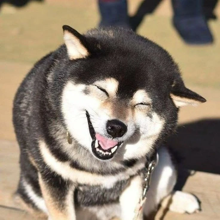 ⚡улыбка ⚡  собака и человек ⚡️breedsinfo ⚡️dogmem

Сначала люди такие: «Ой, какая милая собачка, она