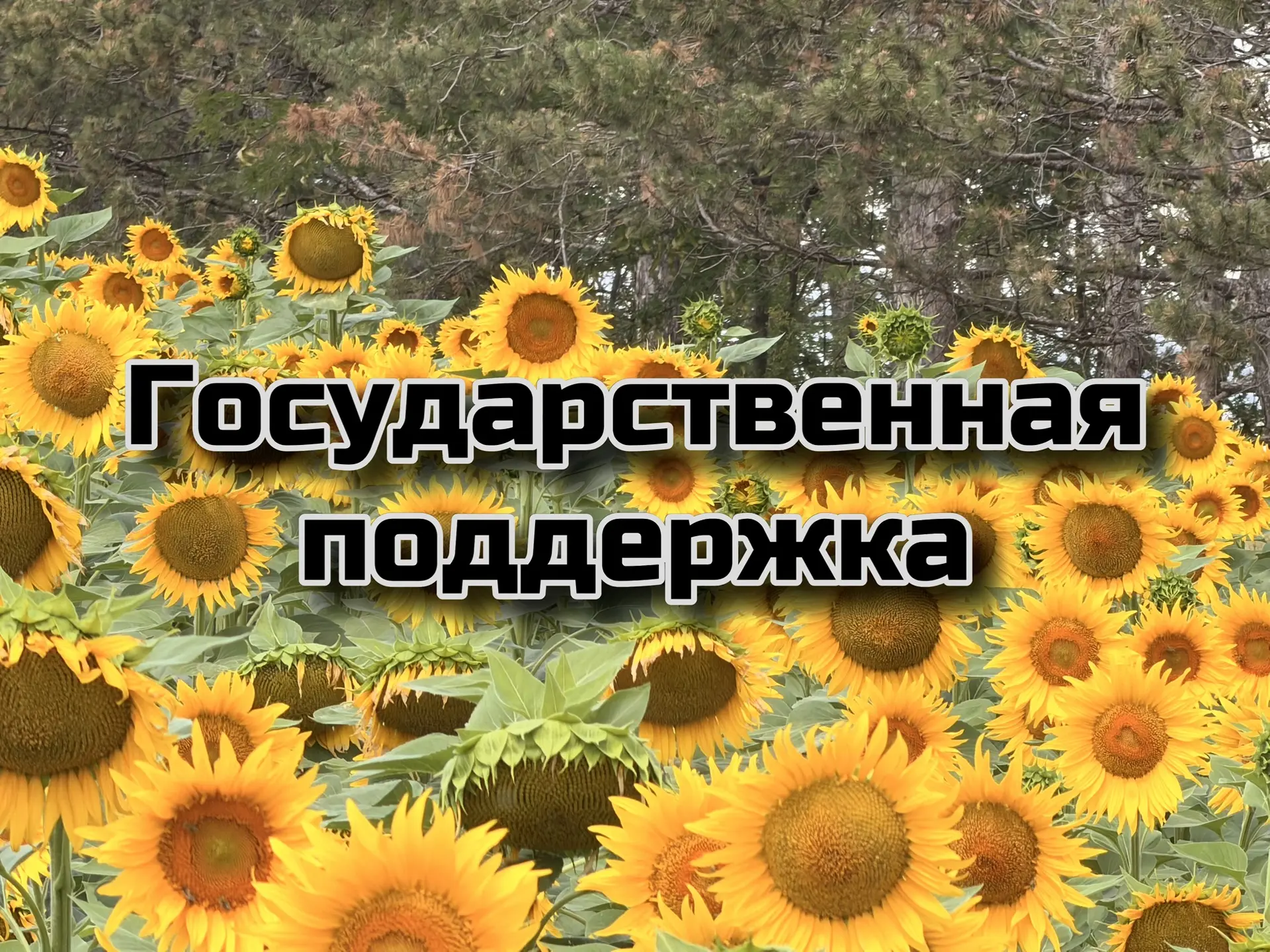 Минсельхоз Крыма объявляет старт приема документов на получение субсидий по страхованию...