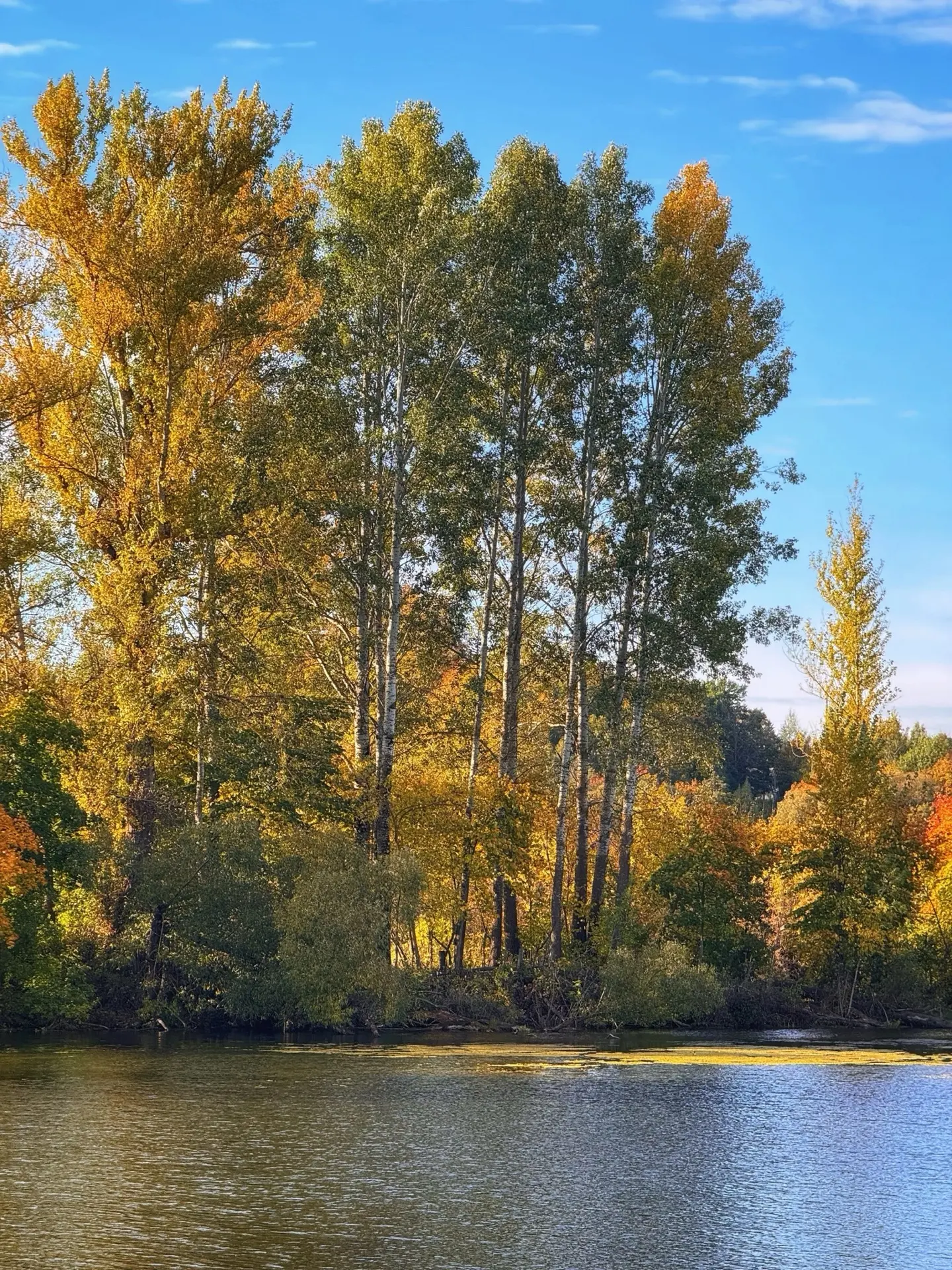 🍂🍂🍂
