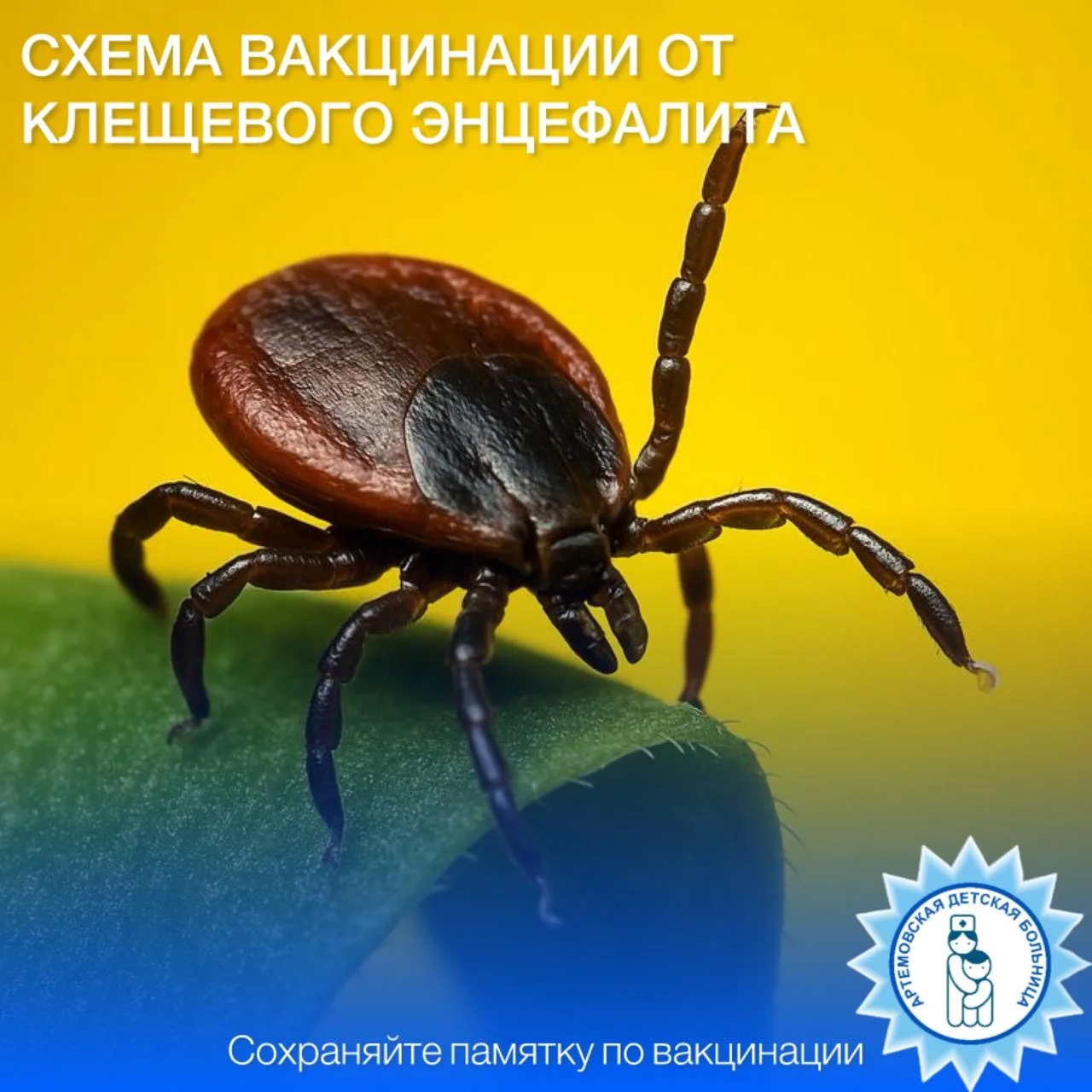 Профилактическая вакцинация против клещевого энцефалита: главные правила  Сезон активности клещей не