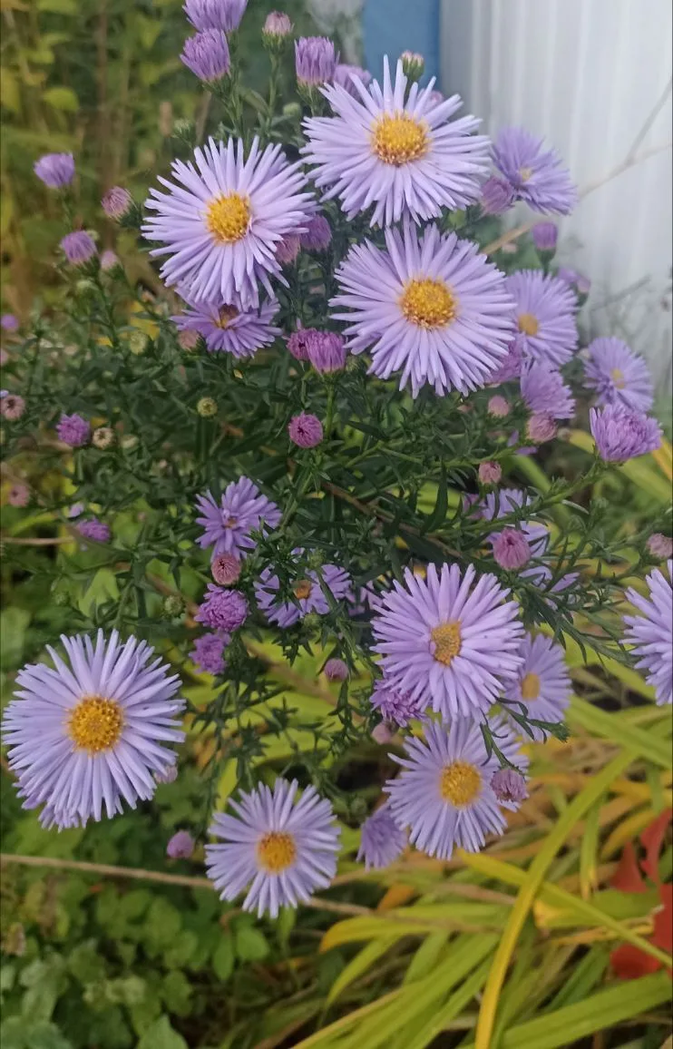 Доброго утра, друзья☺ Всем хорошего дня и отличного настроения❤