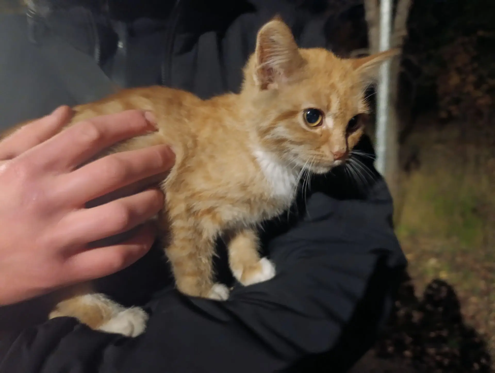 Рыжий маленький котенок ищет дом. По размерам ему около 2 месяцев.
