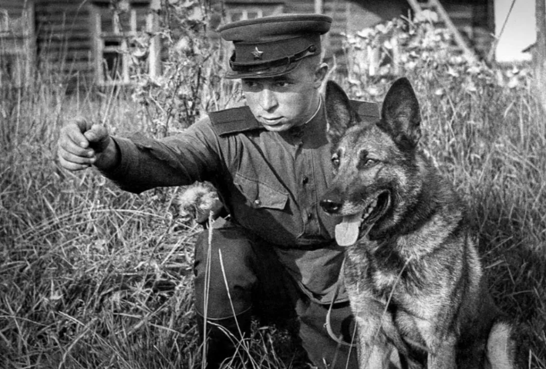 С Днём Великой Победы! Помним о героях — людях и их верных помощниках 🕊️🎖️