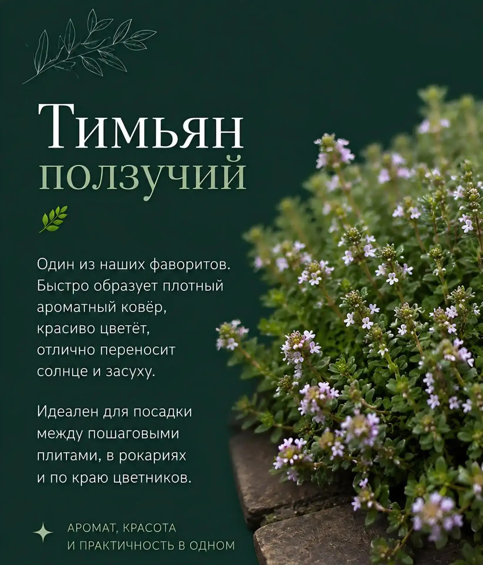 Тимьян ползучий: аромат, который украшает сад! 🌿