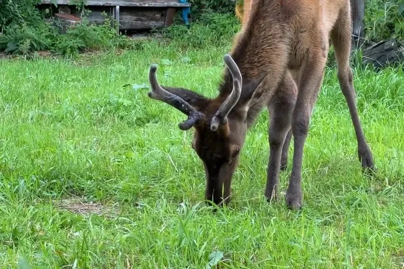 🦌 Драма со счастливым концом на ББТ: как на Байкале спасали изюбря Гришу