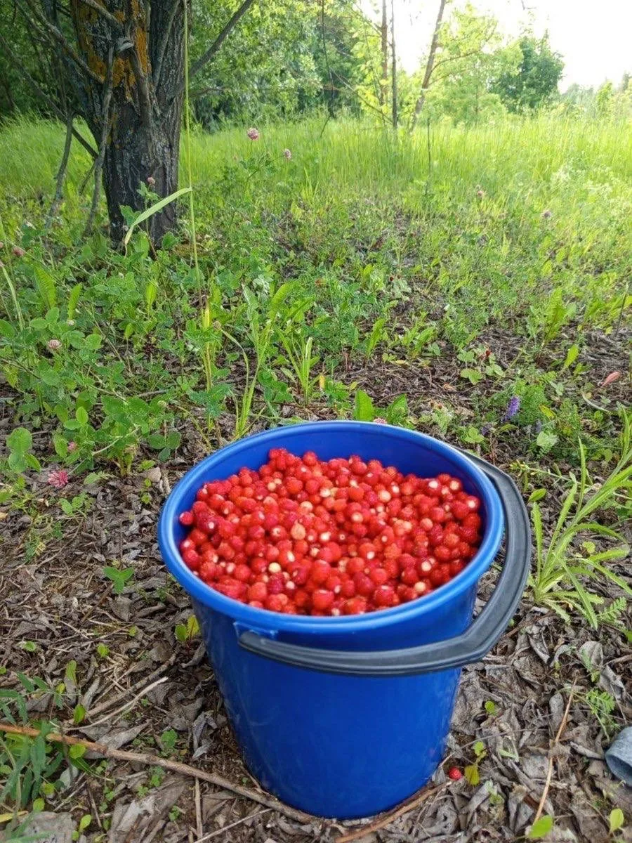 🍓 Сезон лесной земляники начался в Подмосковье