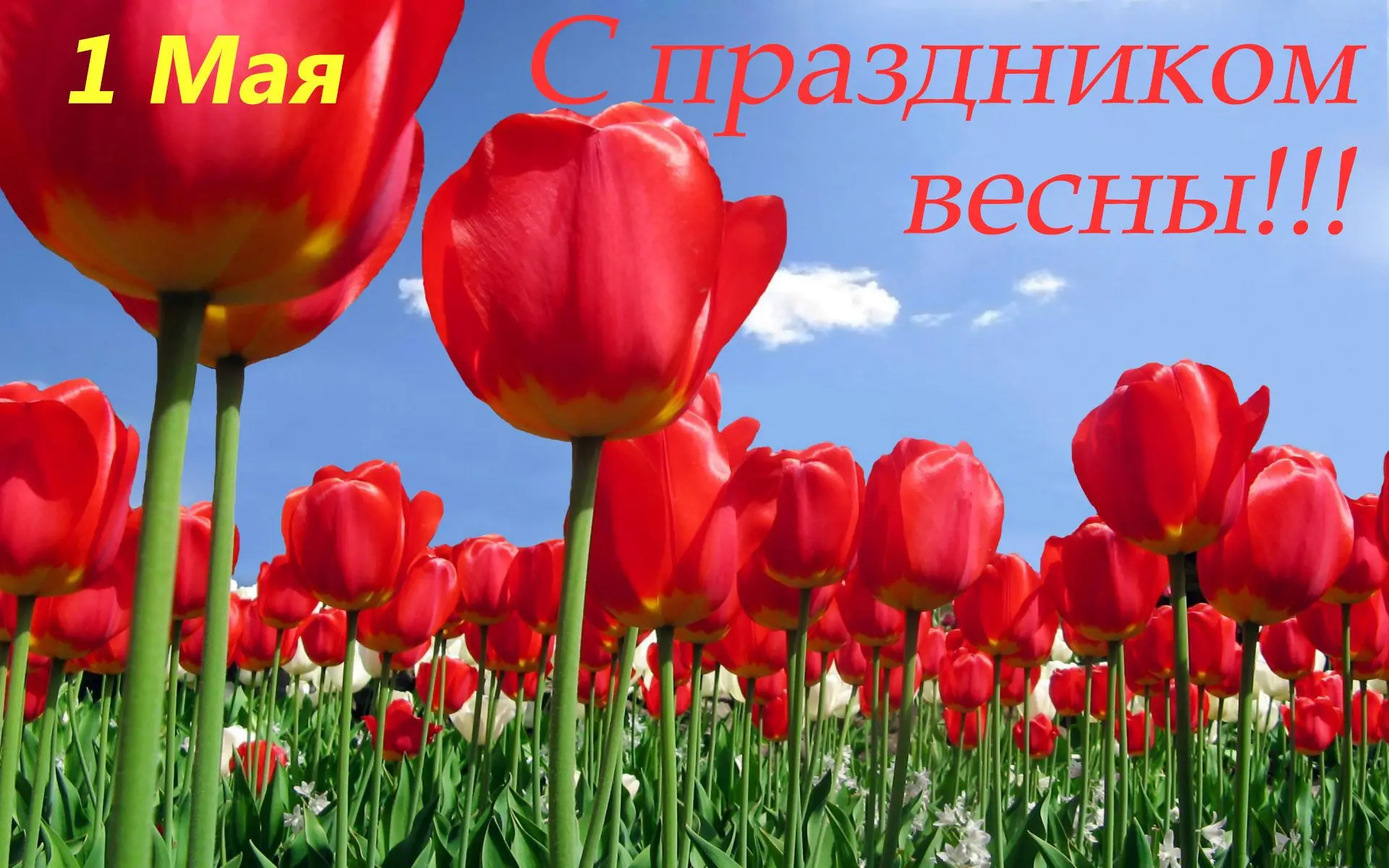Дорогие друзья!
