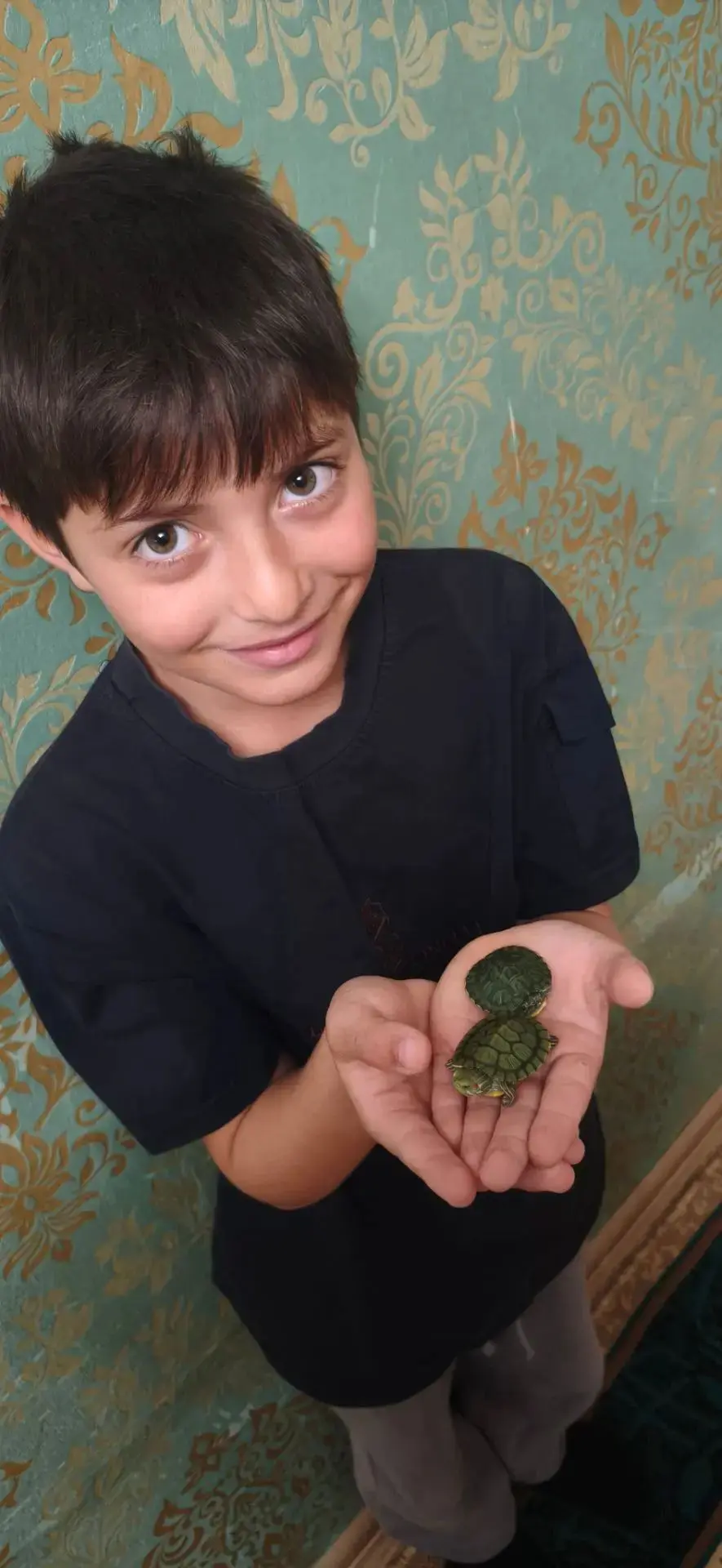 Мои любимые питомцы — красноухие черепашки! 🐢🐢