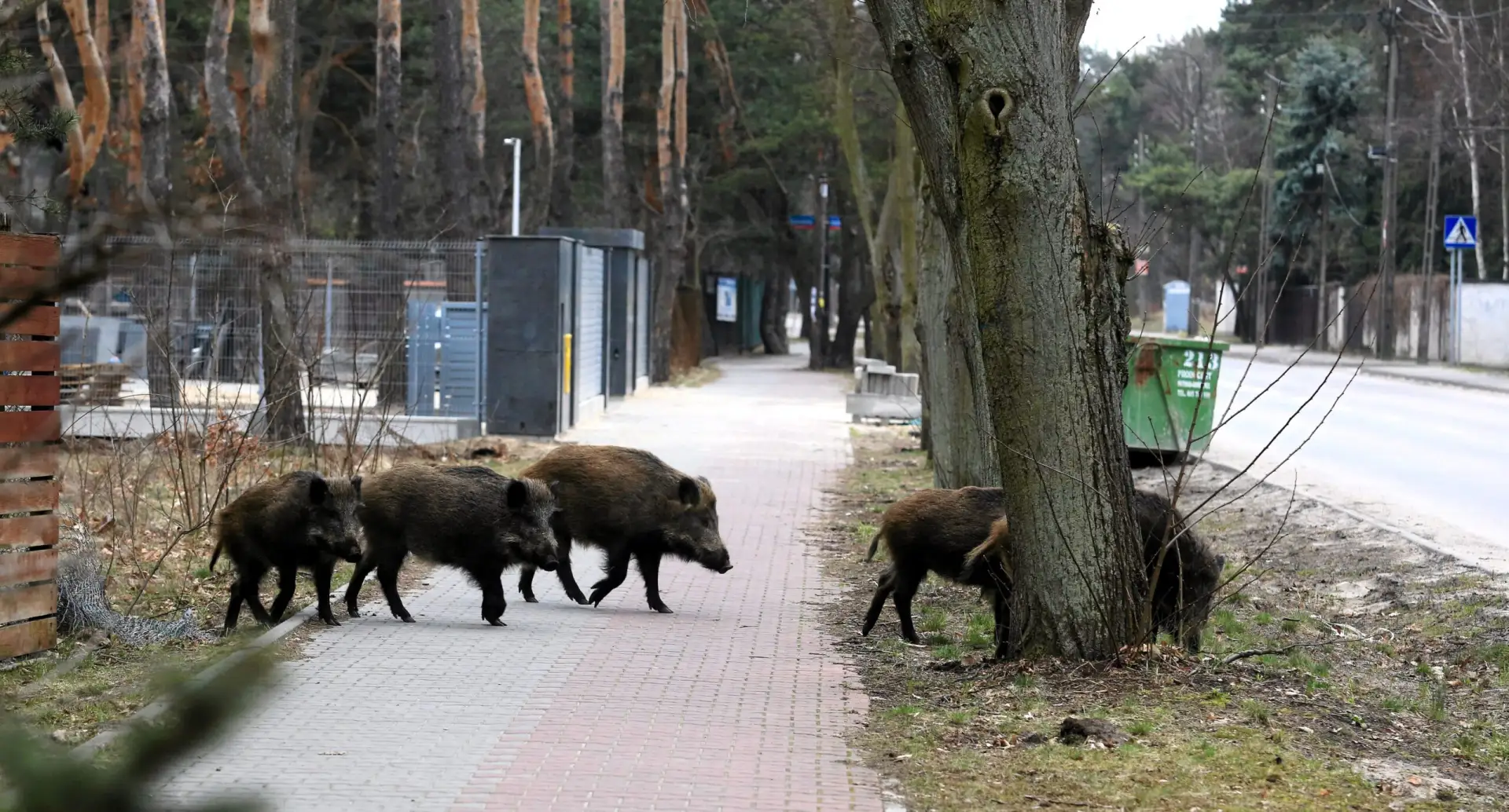 Типичная картина для большинства городов Польши. А ведь приходится ещё терпеть укробеже...
