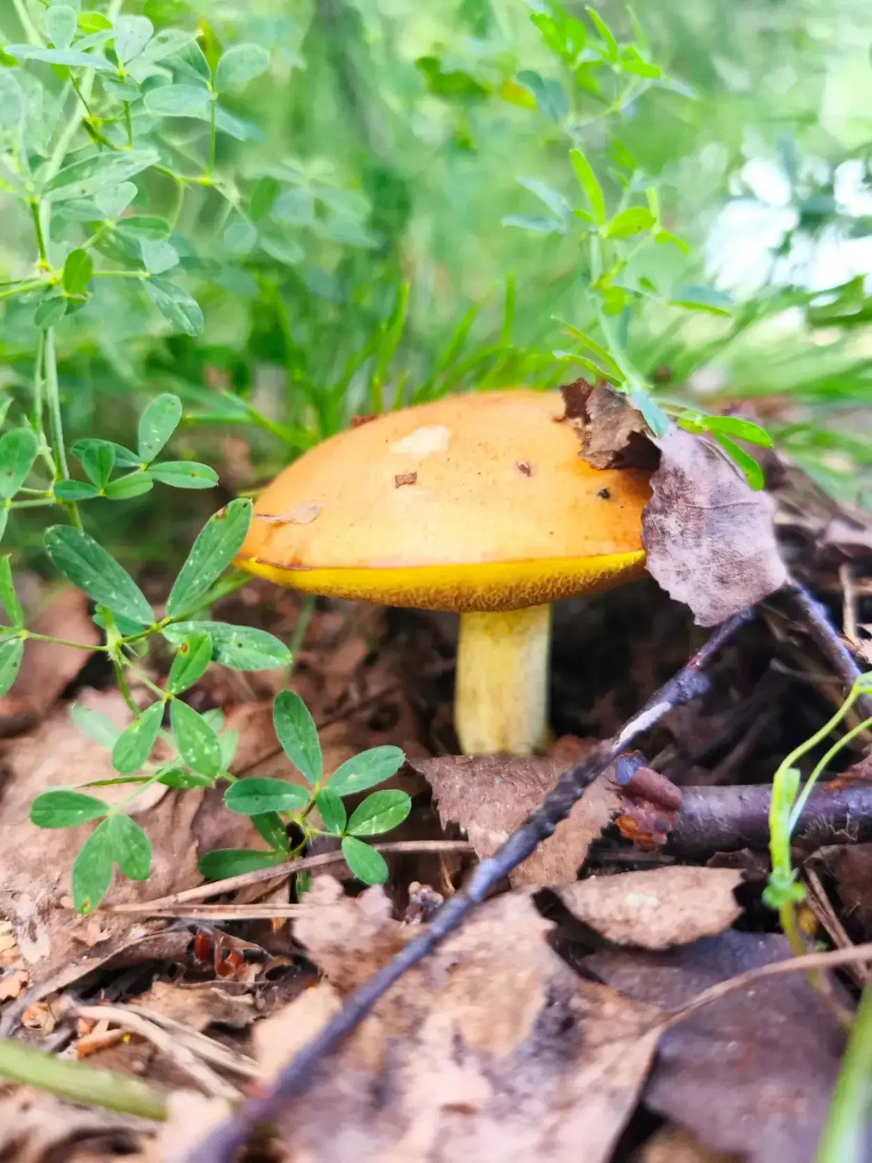 Тихая охота в южноуральских лесах 🍀 🍄