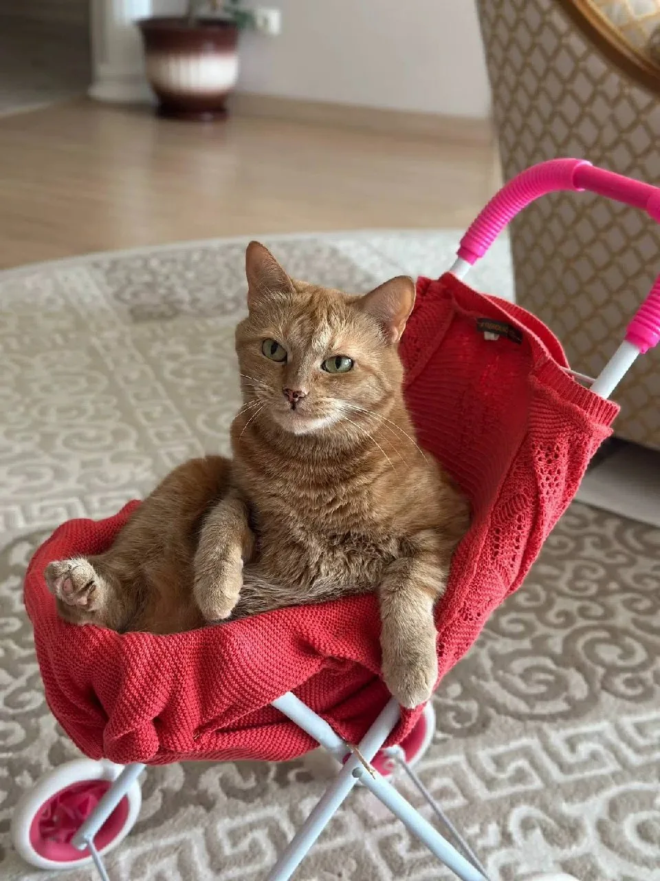 — Садитесь, до кухни прокачу! 🚘
— Хотя тут места маловато, лучше довезите меня с комфортом сами. 

