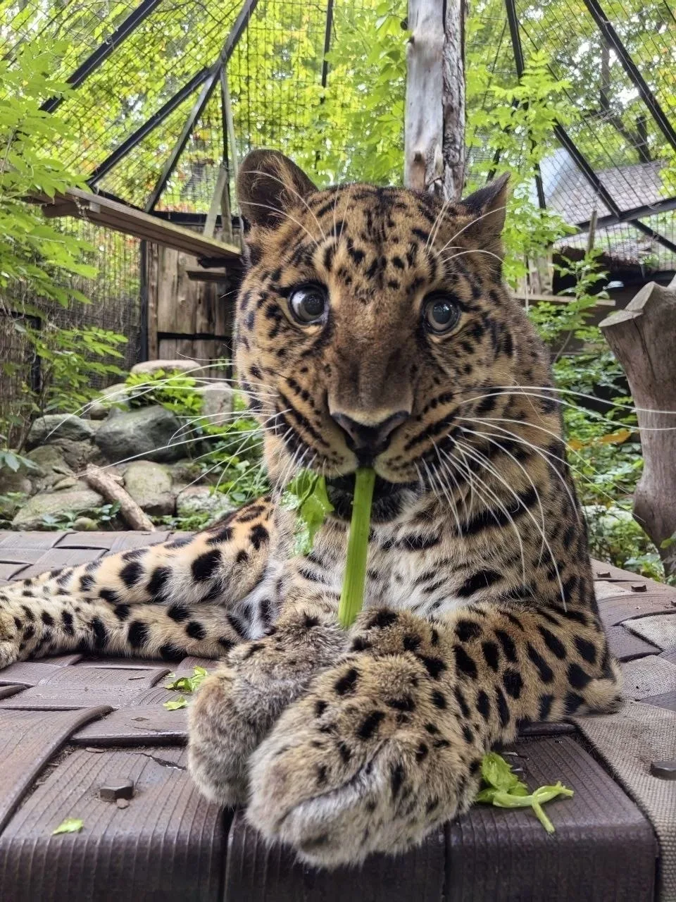 Какой взгляд 😍Это леопард Хан из нашего зоопарка, которому впервые дали... сельдерей 🥬