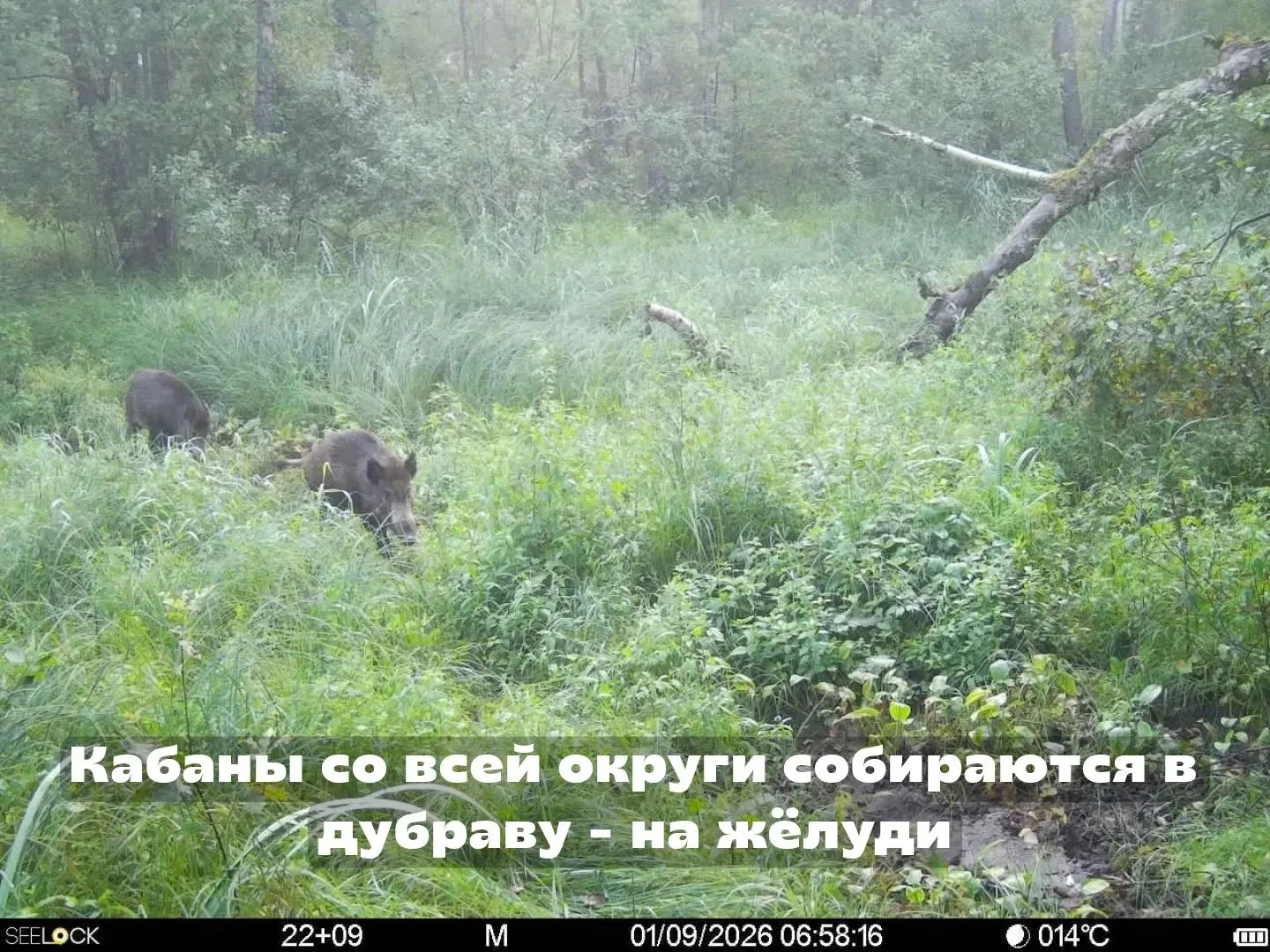 Урожай желудей