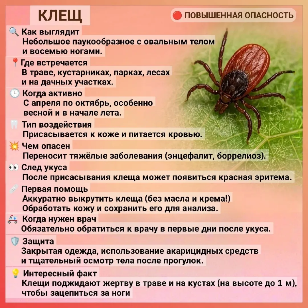 🌿 Лето — время открытий… и встреч с насекомыми! 

🦟С наступлением тёплых дней на прогулках, в парк