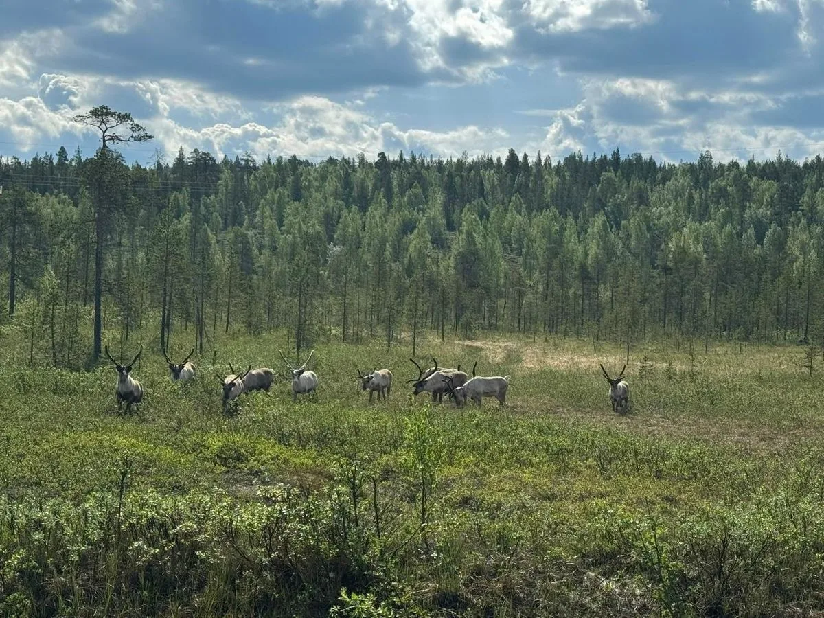 🦌 Олени границ не признают. 

📍 Около 30 домашних северных оленей из Норвегии этой зимой оказались