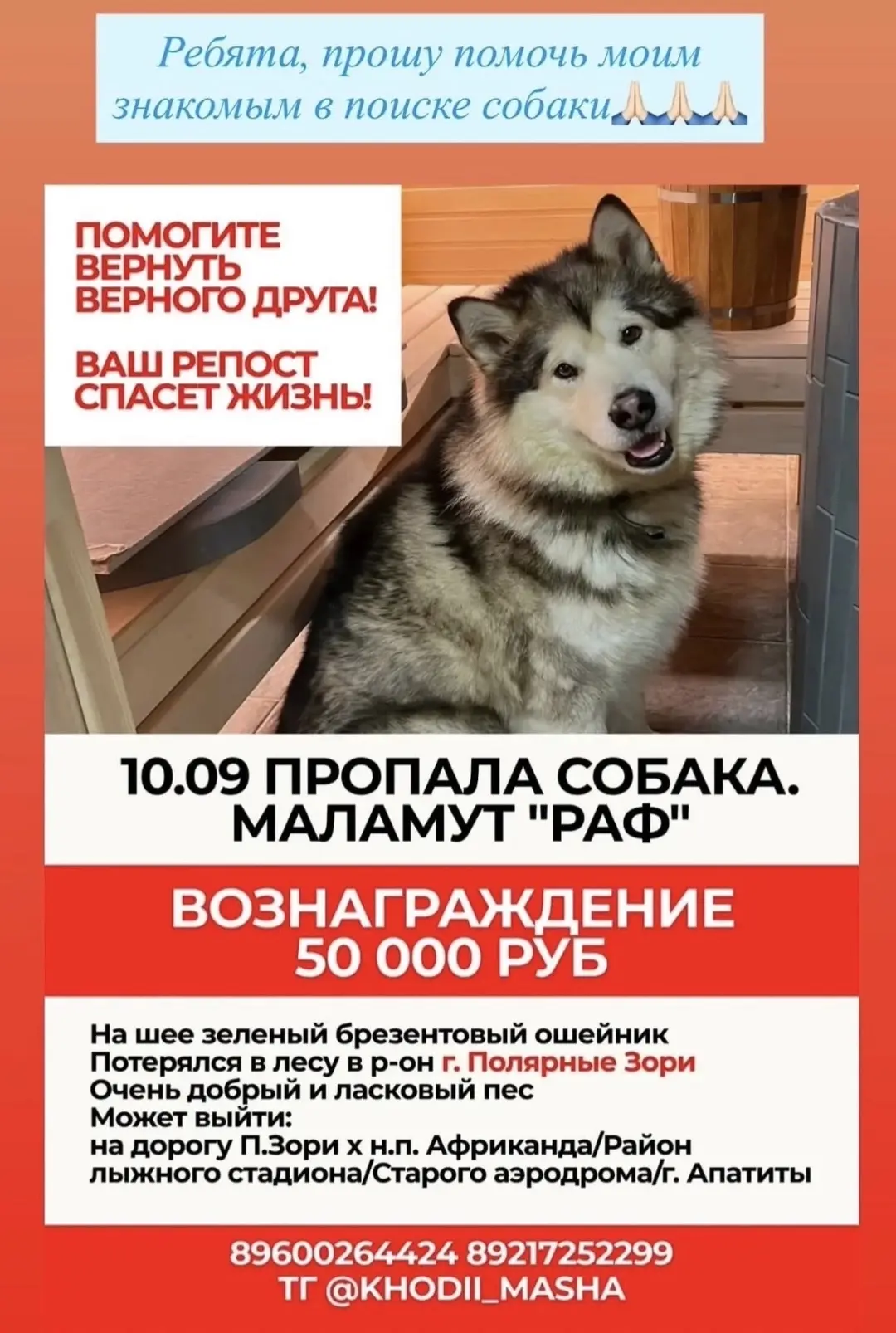 ВНИМАНИЕ! Г ПОЛЯРНЫЕ ЗОРИ ПРОПАЛА СОБАКА МАЛАМУТ КЛИЧКА РАФ. ЕСЛИ ВЫ ВИДЕЛИ ИЛИ ВАМ ИЗВ...