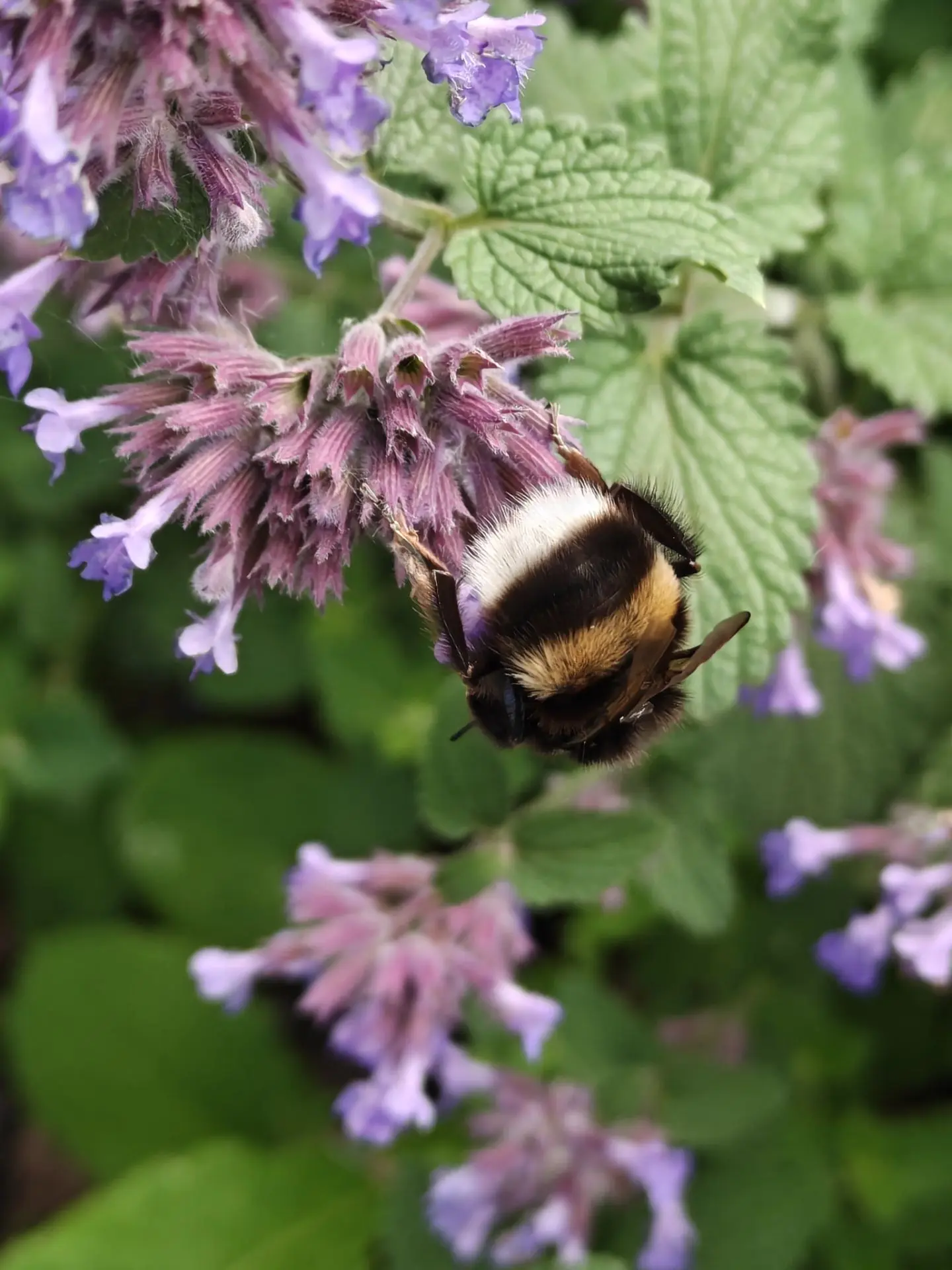 🐝 Норовый шмель (Bombus lucorum) на цветках Котовника Фассена (Nepeta × faassenii). Мя...