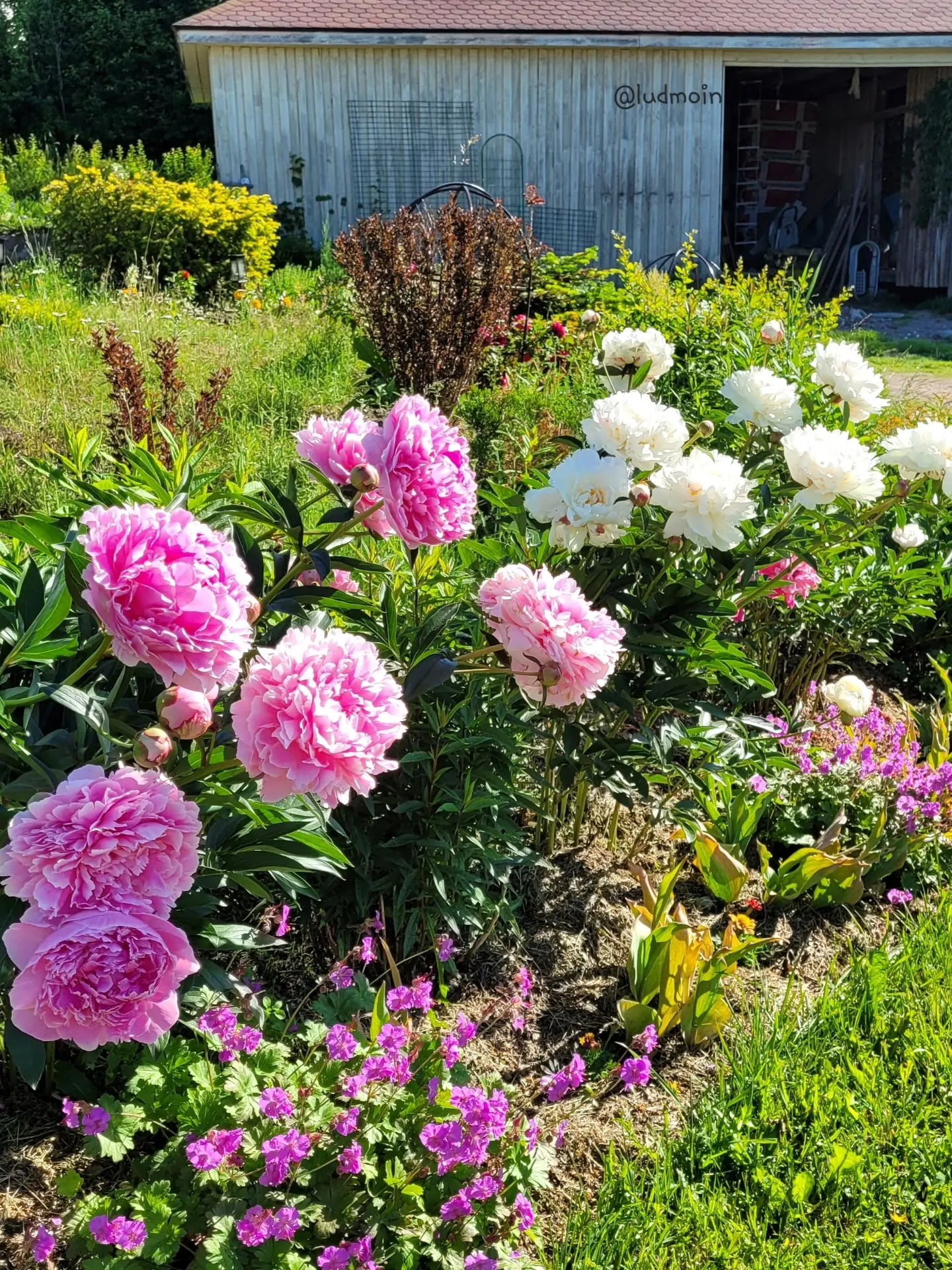 Что делать с пионами после цветения 🌿