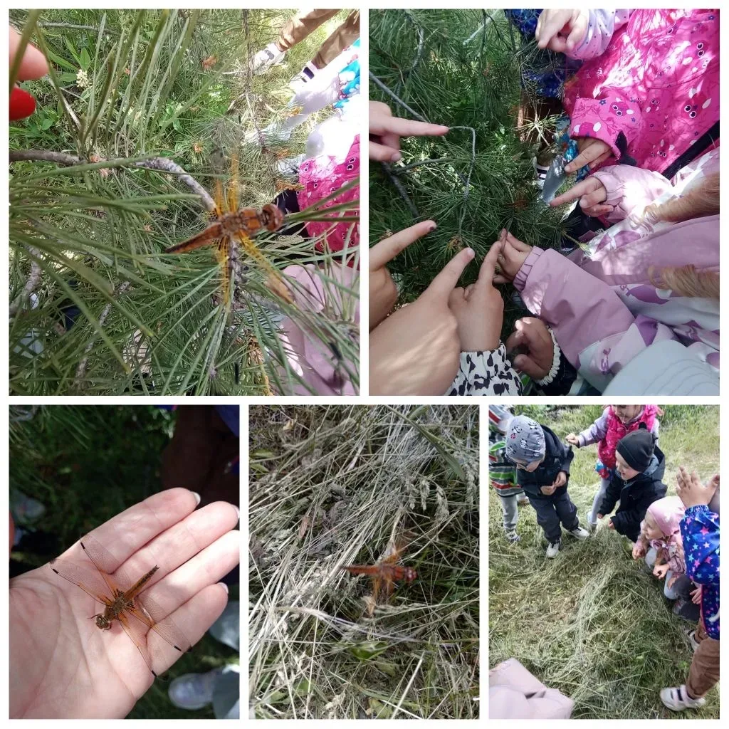 🦗 Удивительная встреча: стрекоза на сосне! 🌳