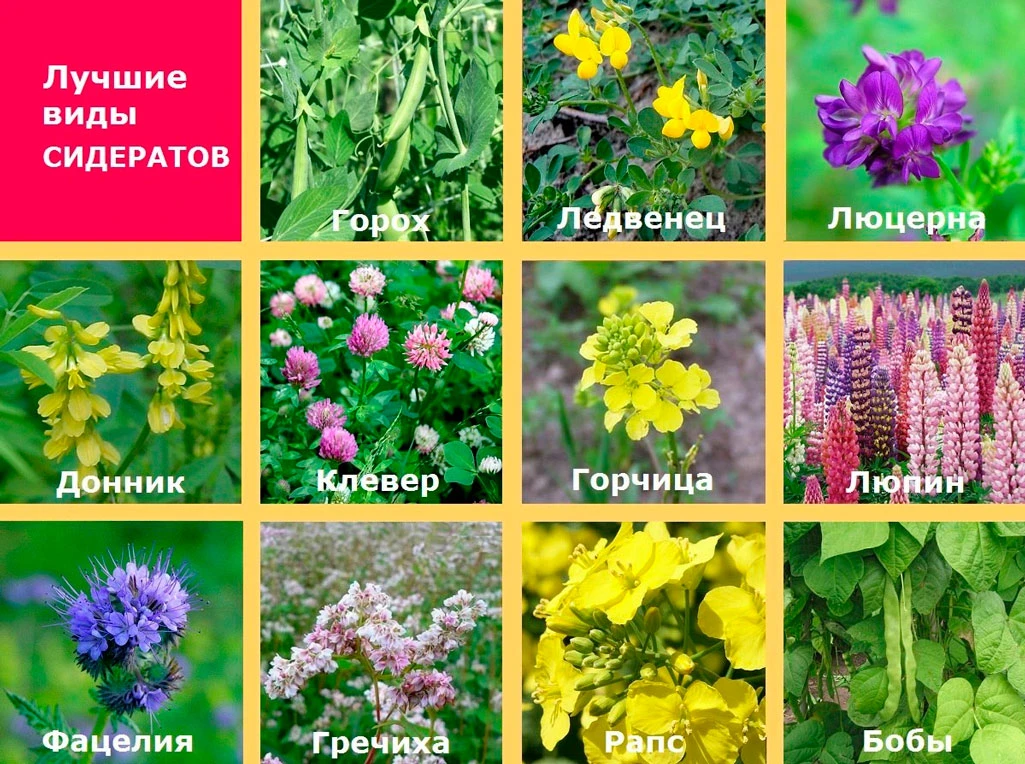 Все слышали слово "сидераты"?? А что это такое и как выбрать нужное ??