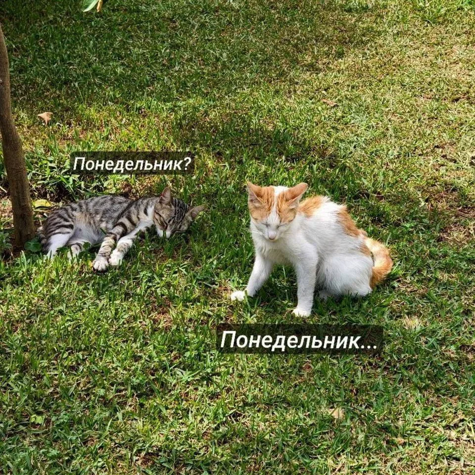Доброе утро и отличного начала недели!