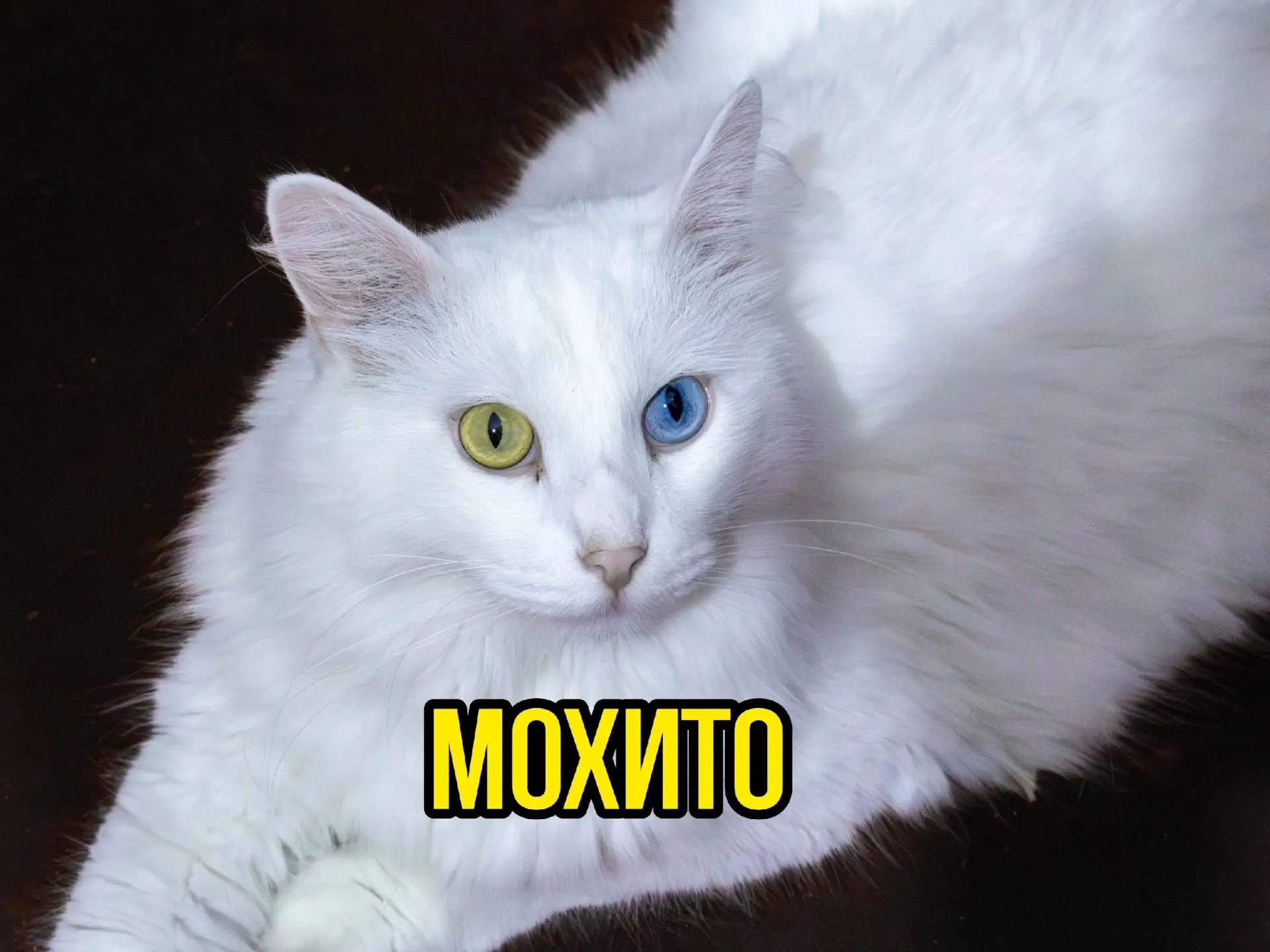 Мохито 💛