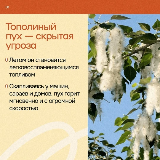 ☁️ Тополиный пух, жара, июнь

Свердловская область стала похожа на заснеженное королевство, но укрыл